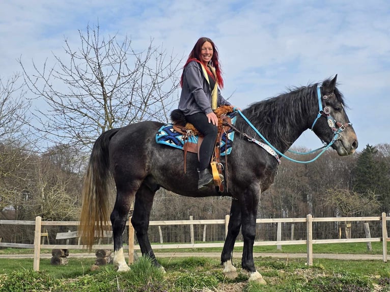 Heavy Warmblood Gelding 4 years 15.2 hh Grey-Dark-Tan in Linkenbach