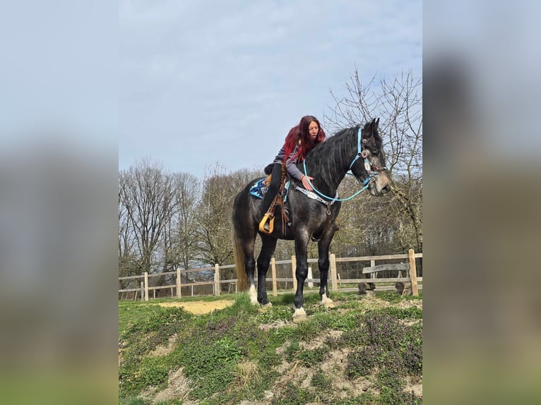 Heavy Warmblood Gelding 4 years 15.2 hh Grey-Dark-Tan in Linkenbach