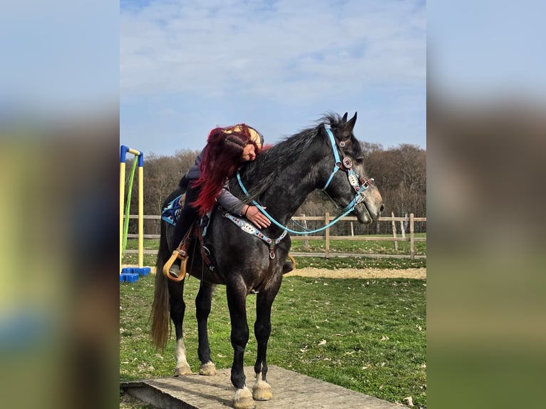 Heavy Warmblood Gelding 4 years 15.2 hh Grey-Dark-Tan in Linkenbach
