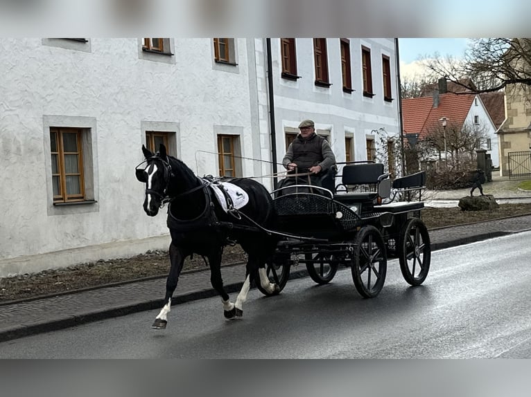 Heavy Warmblood Gelding 4 years 15,3 hh Black in Riedlingen