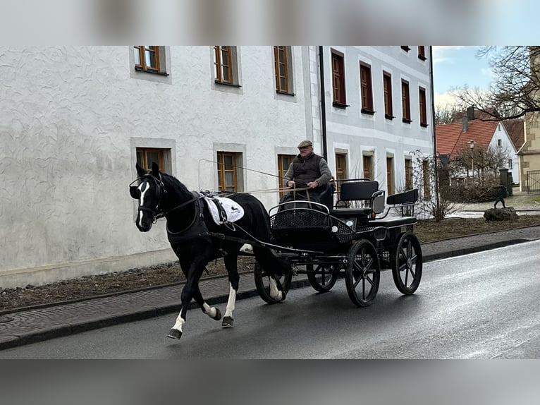 Heavy Warmblood Gelding 4 years 15,3 hh Black in Riedlingen