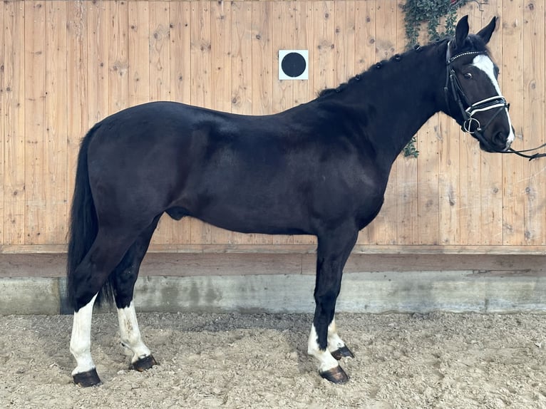 Heavy Warmblood Gelding 4 years 15,3 hh Black in Riedlingen