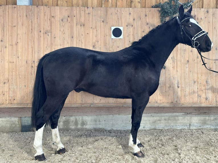 Heavy Warmblood Gelding 4 years 15,3 hh Black in Riedlingen