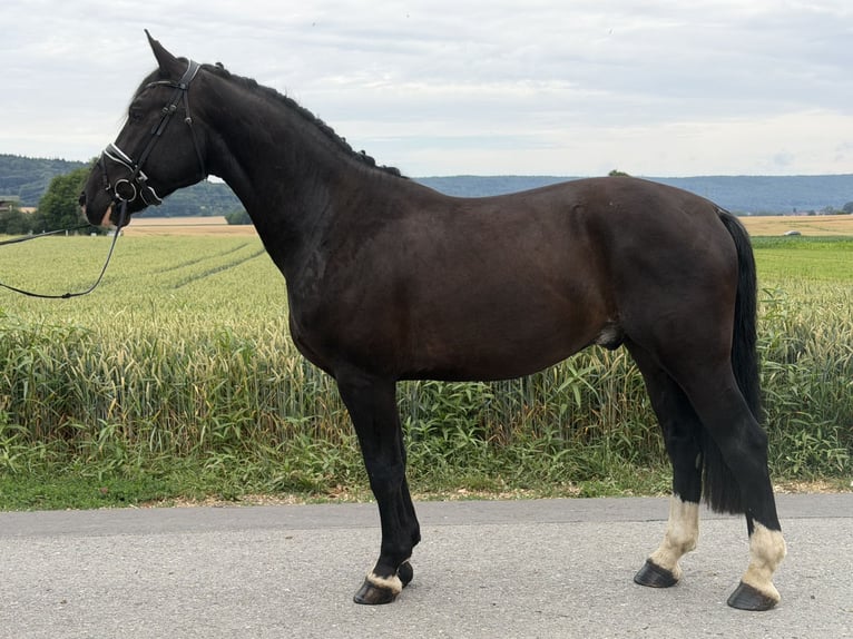 Heavy Warmblood Gelding 4 years 15.3 hh Black in Riedlingen