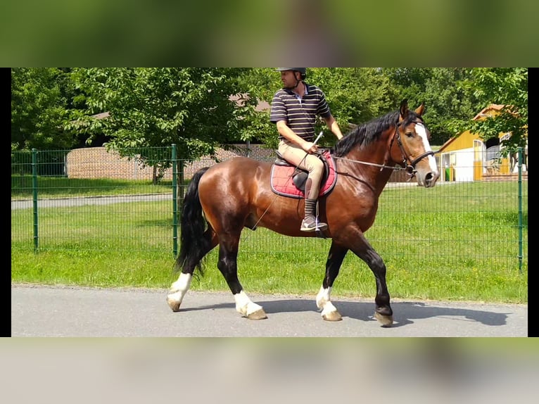 Heavy Warmblood Gelding 4 years 15,3 hh Brown in Kamenz