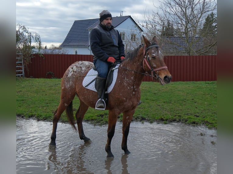 Heavy Warmblood Mix Gelding 4 years 15.3 hh Chestnut in Buttstädt