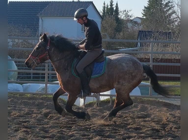 Heavy Warmblood Mix Gelding 4 years 15.3 hh Chestnut in Buttstädt