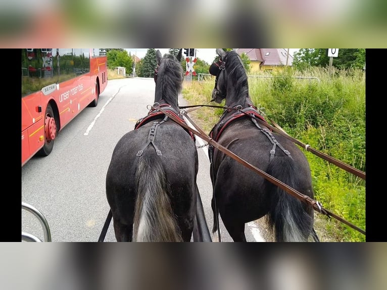 Heavy Warmblood Gelding 4 years 15.3 hh Grey in Kamenz
