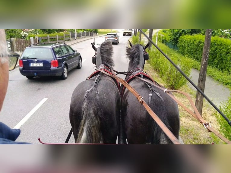 Heavy Warmblood Gelding 4 years 15.3 hh Grey in Kamenz