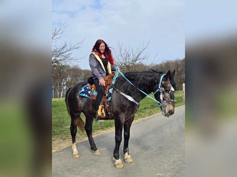 Heavy Warmblood Gelding 4 years 15,2 hh Grey-Dark-Tan in Linkenbach