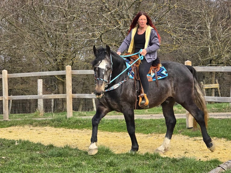 Heavy Warmblood Gelding 4 years 15,2 hh Grey-Dark-Tan in Linkenbach