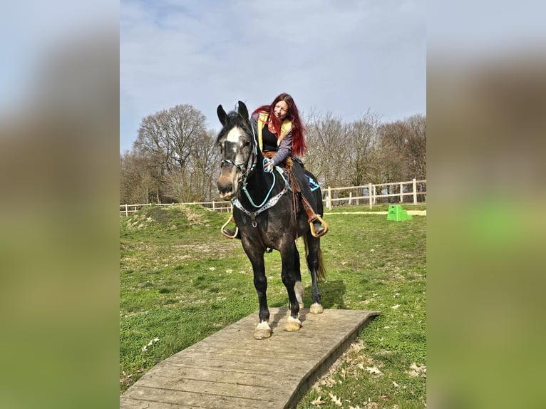 Heavy Warmblood Gelding 4 years 15,2 hh Grey-Dark-Tan in Linkenbach