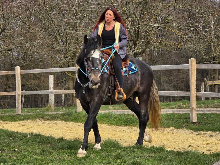 Heavy Warmblood Gelding 4 years 15,2 hh Grey-Dark-Tan in Linkenbach