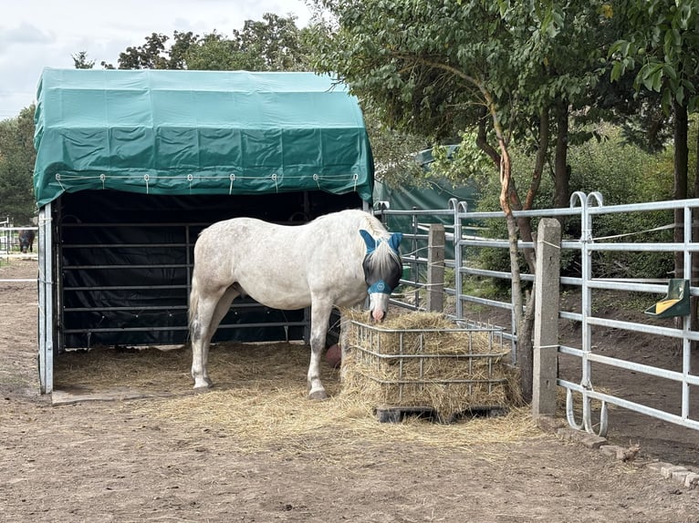 Heavy Warmblood Gelding 4 years 15,2 hh Grey in Nebra
