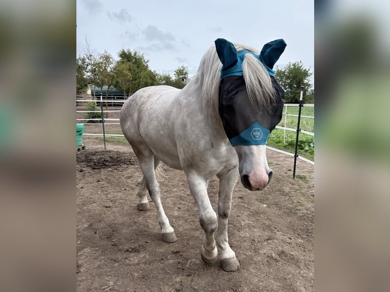 Heavy Warmblood Gelding 4 years 15,2 hh Grey in Nebra