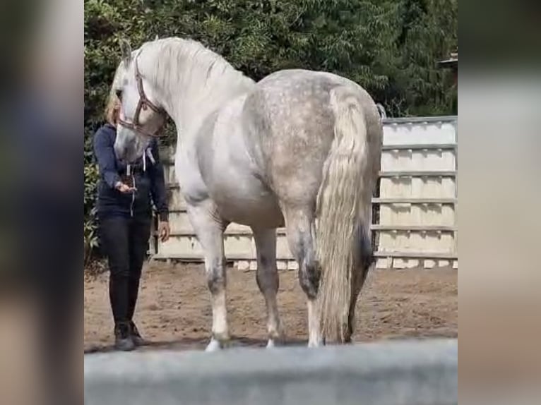 Heavy Warmblood Gelding 4 years 15,2 hh Grey in Nebra