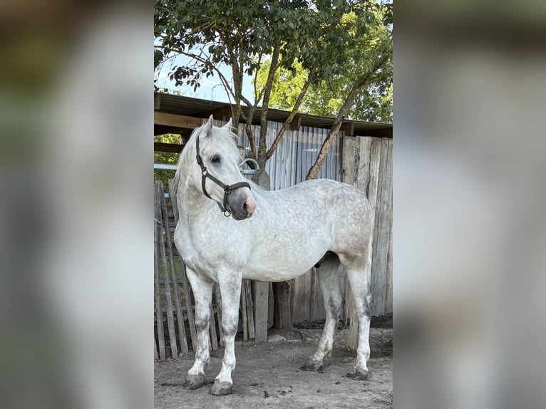 Heavy Warmblood Gelding 4 years 15,2 hh Grey in Nebra