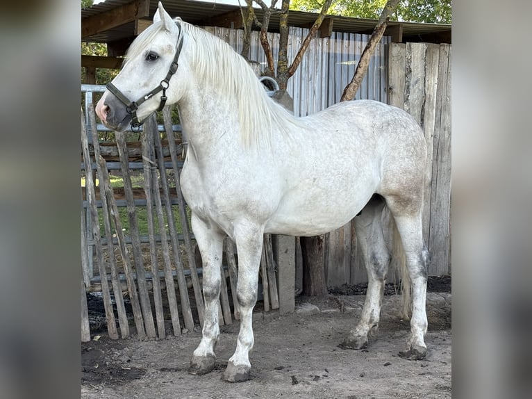 Heavy Warmblood Gelding 4 years 15,2 hh Grey in Nebra