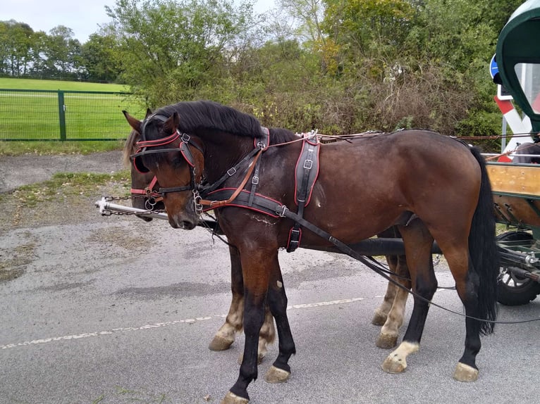 Heavy Warmblood Gelding 4 years 16,1 hh Bay-Dark in Kamenz