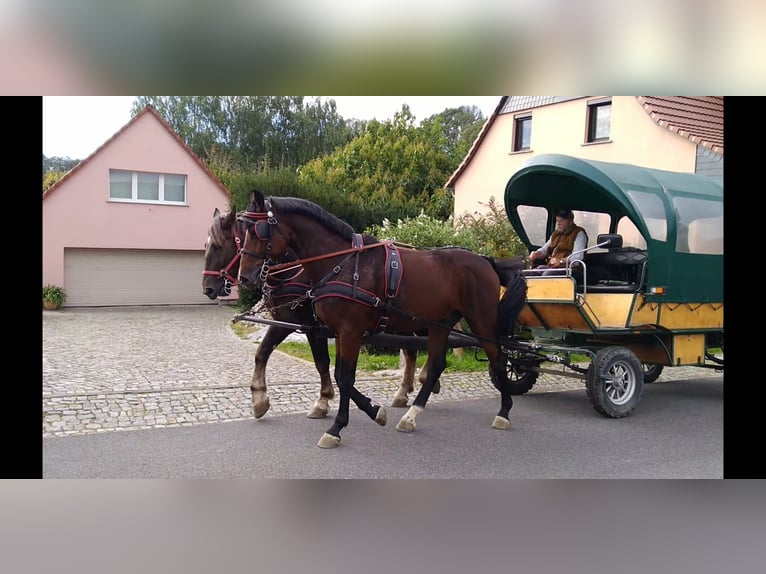 Heavy Warmblood Gelding 4 years 16,1 hh Bay-Dark in Kamenz