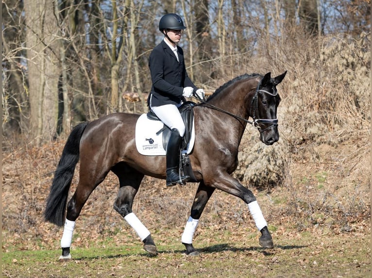 Heavy Warmblood Gelding 4 years 16.1 hh Black in Moritzburg