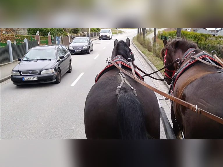 Heavy Warmblood Gelding 4 years 16.1 hh Smoky-Black in Kamenz