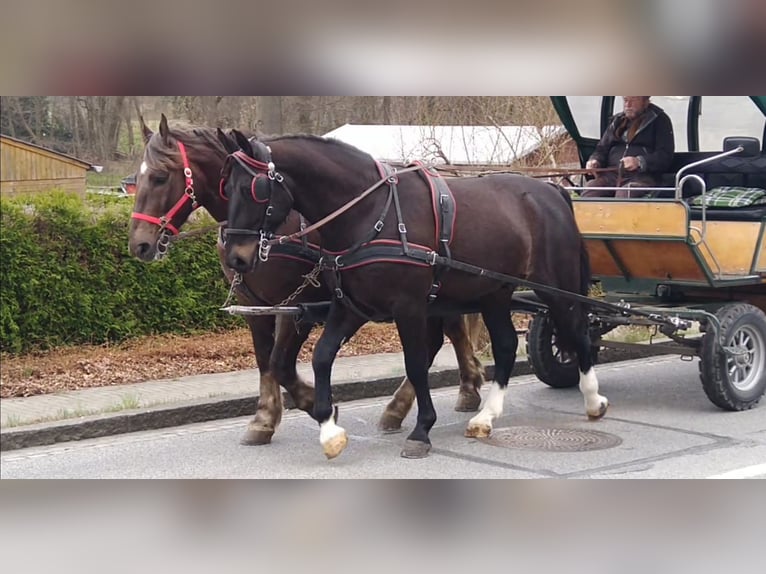 Heavy Warmblood Gelding 4 years 16.1 hh Smoky-Black in Kamenz