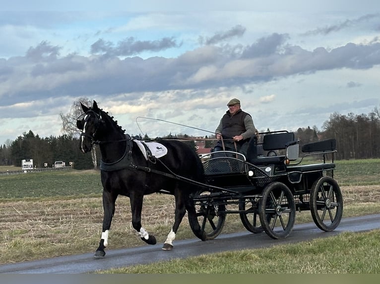 Heavy Warmblood Gelding 4 years 16,2 hh Black in Riedlingen