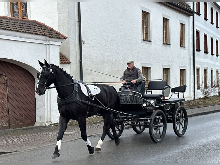 Heavy Warmblood Gelding 4 years 16,2 hh Black in Riedlingen