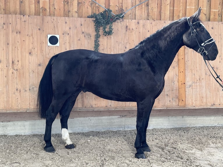 Heavy Warmblood Gelding 4 years 16,2 hh Black in Riedlingen