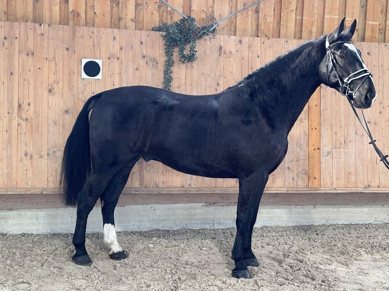 Heavy Warmblood Gelding 4 years 16,2 hh Black in Riedlingen