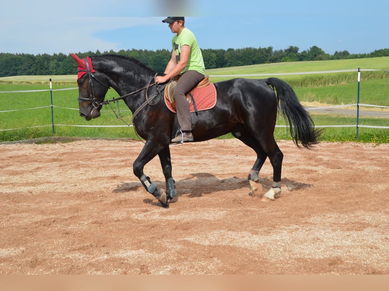 Heavy Warmblood Gelding 4 years 16,2 hh Black in Dischingen-Hofen