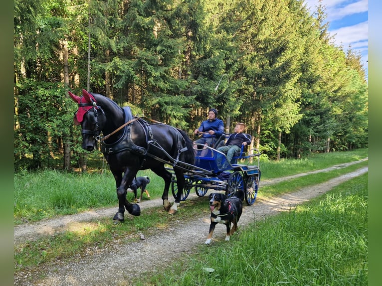 Heavy Warmblood Gelding 4 years 16,2 hh Black in Dischingen-Hofen