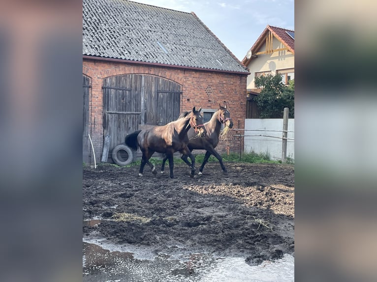 Heavy Warmblood Gelding 4 years 16.2 hh Brown in Thießen