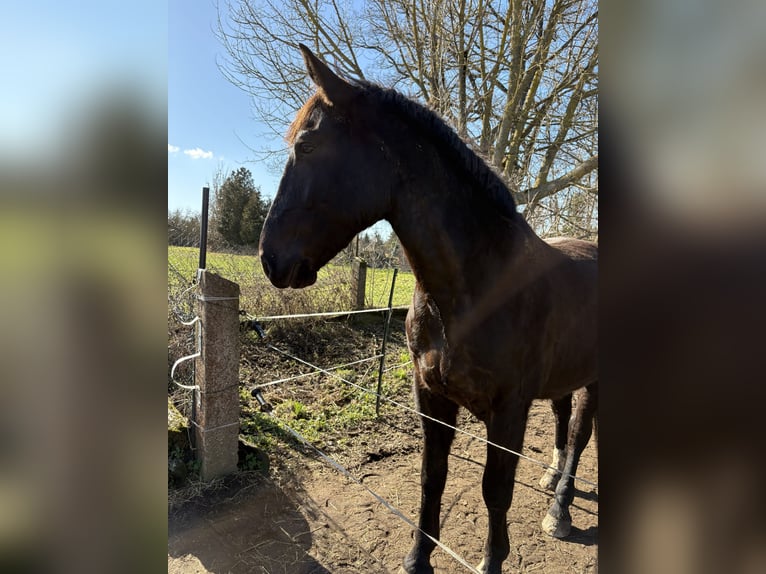 Heavy Warmblood Gelding 4 years 16.3 hh Black in Calbe
