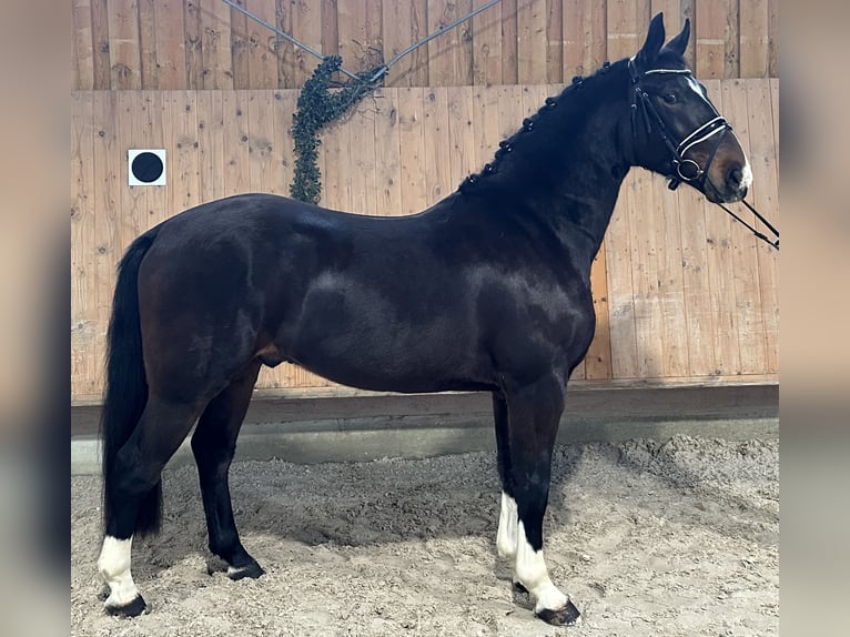 Heavy Warmblood Gelding 4 years 16 hh Bay-Dark in Riedlingen