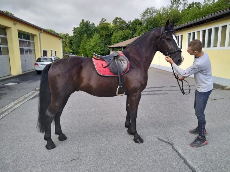 Heavy Warmblood Gelding 4 years 16 hh Black in Kamenz