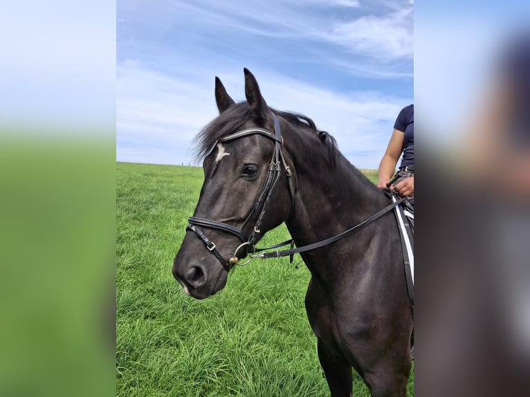 Heavy Warmblood Gelding 4 years 16 hh Black in Kamenz