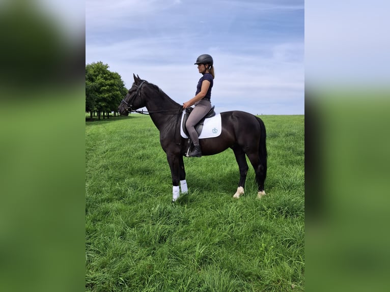 Heavy Warmblood Gelding 4 years 16 hh Black in Kamenz
