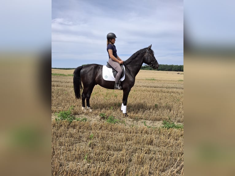 Heavy Warmblood Gelding 4 years 16 hh Black in Kamenz