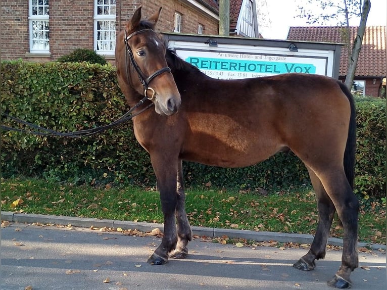 Heavy Warmblood Gelding 4 years 16 hh Brown in Eggermühlen