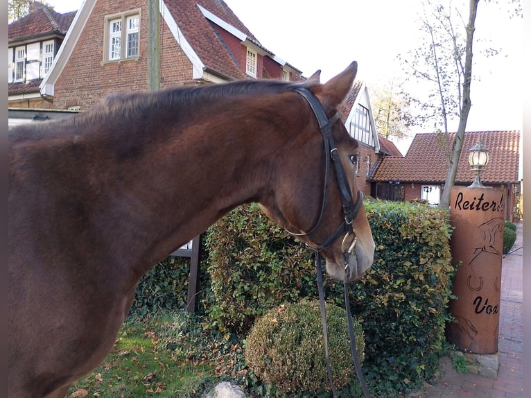 Heavy Warmblood Gelding 4 years 16 hh Brown in Eggermühlen