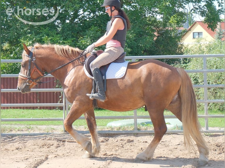 Heavy Warmblood Mix Gelding 4 years 16 hh Chestnut in Buttstädt