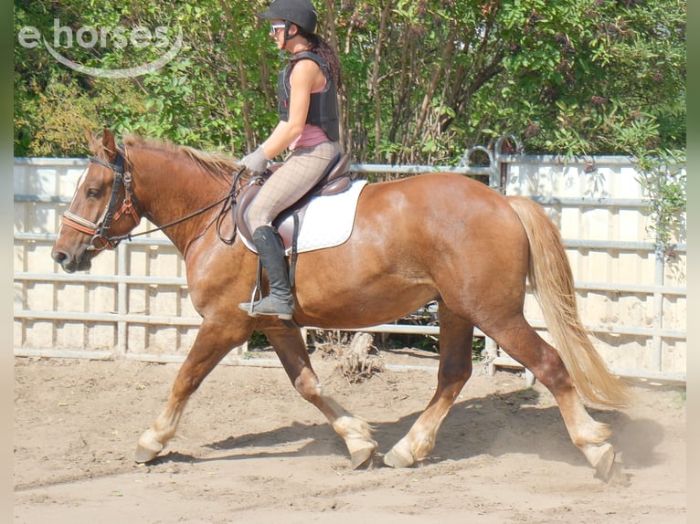 Heavy Warmblood Mix Gelding 4 years 16 hh Chestnut in Buttstädt
