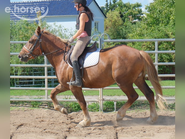 Heavy Warmblood Mix Gelding 4 years 16 hh Chestnut in Buttstädt