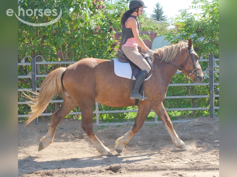Heavy Warmblood Mix Gelding 4 years 16 hh Chestnut in Buttstädt