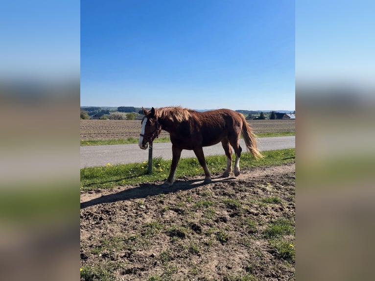 Heavy Warmblood Gelding 4 years 16 hh Chestnut-Red in Daleiden