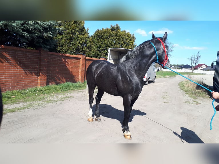 Heavy Warmblood Gelding 4 years 16 hh Gray-Dark-Tan in Rottstock