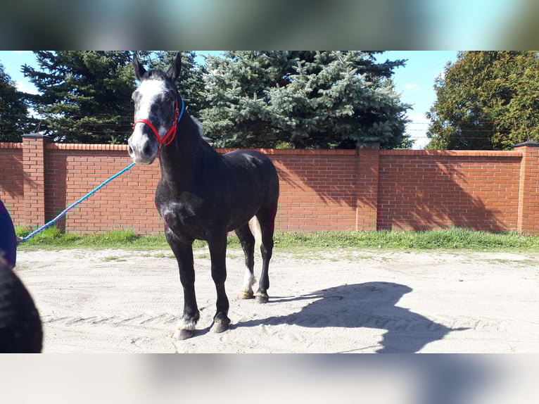 Heavy Warmblood Gelding 4 years 16 hh Gray-Dark-Tan in Rottstock