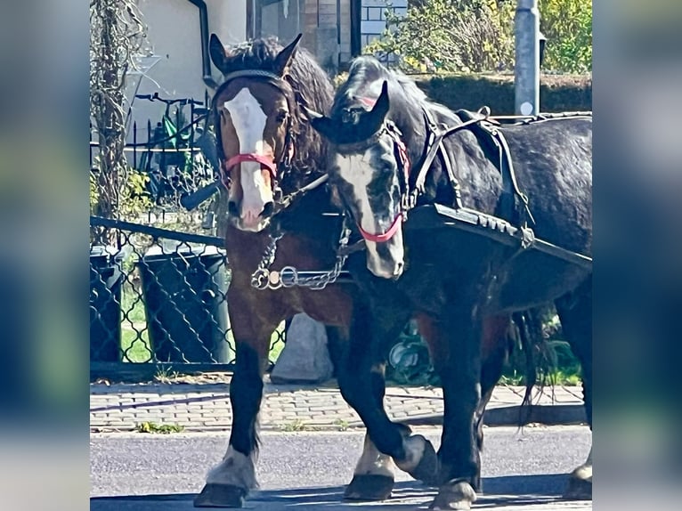 Heavy Warmblood Gelding 4 years 16 hh Gray-Dark-Tan in Rottstock